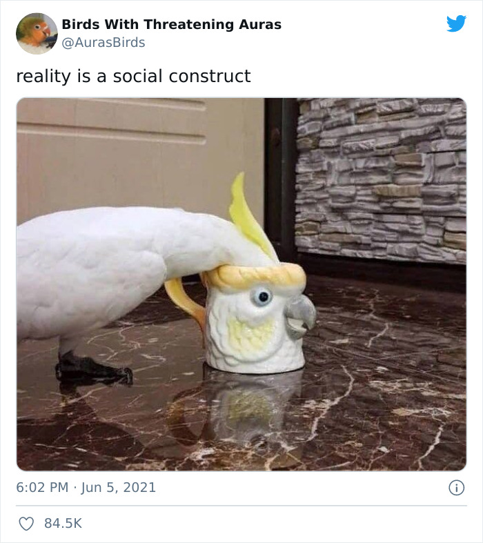 Birds-With-Threatening-Auras