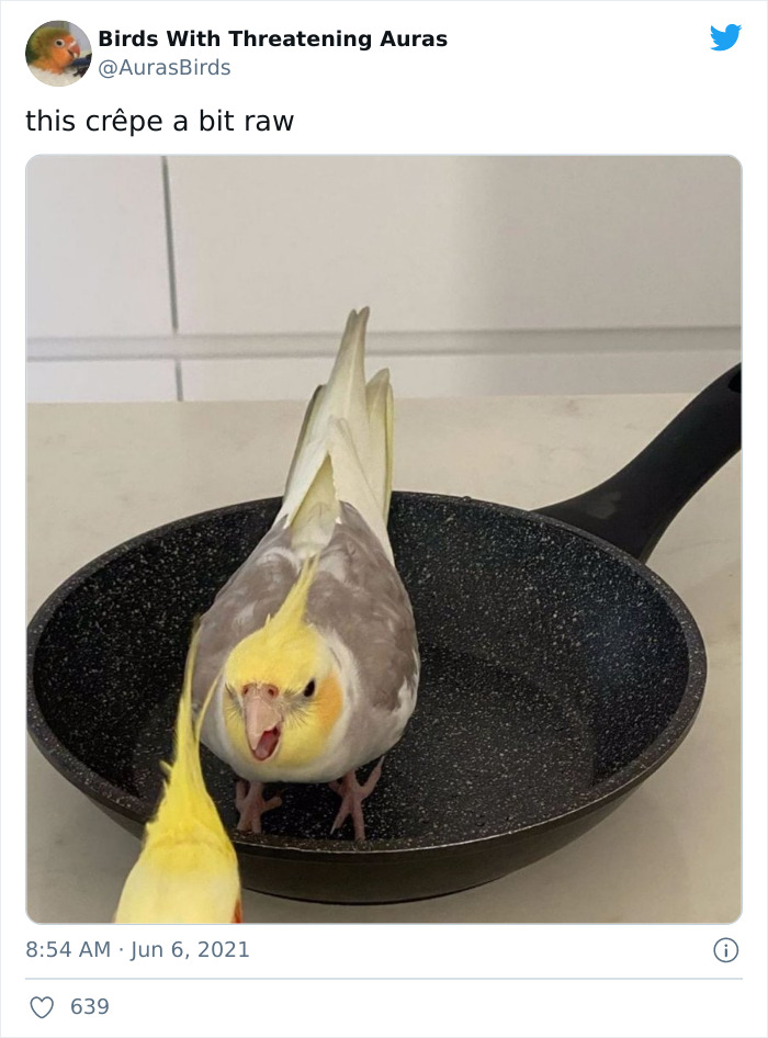 Birds-With-Threatening-Auras