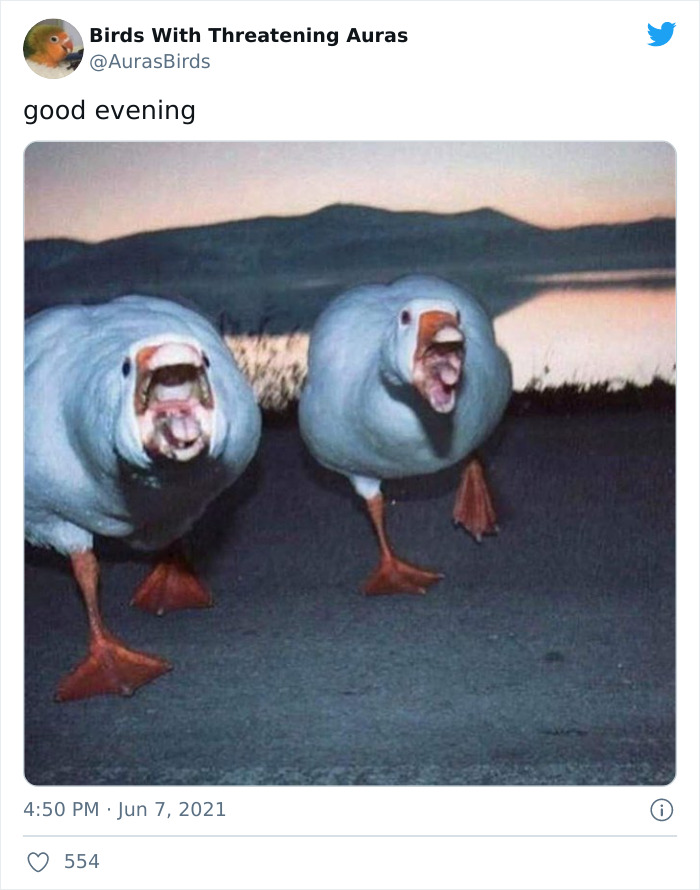 Birds-With-Threatening-Auras