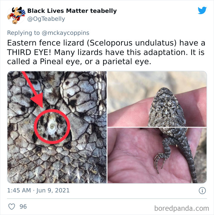 Father-Asks-Internet-Interesting-Facts-For-Children