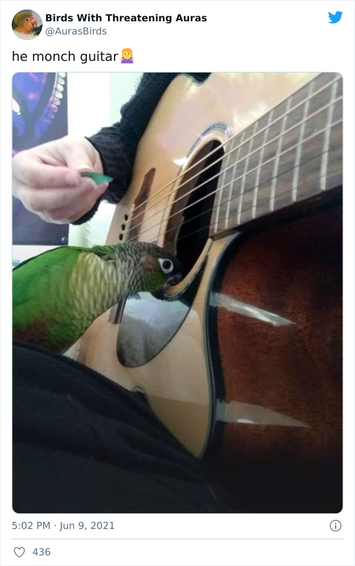 Birds-With-Threatening-Auras