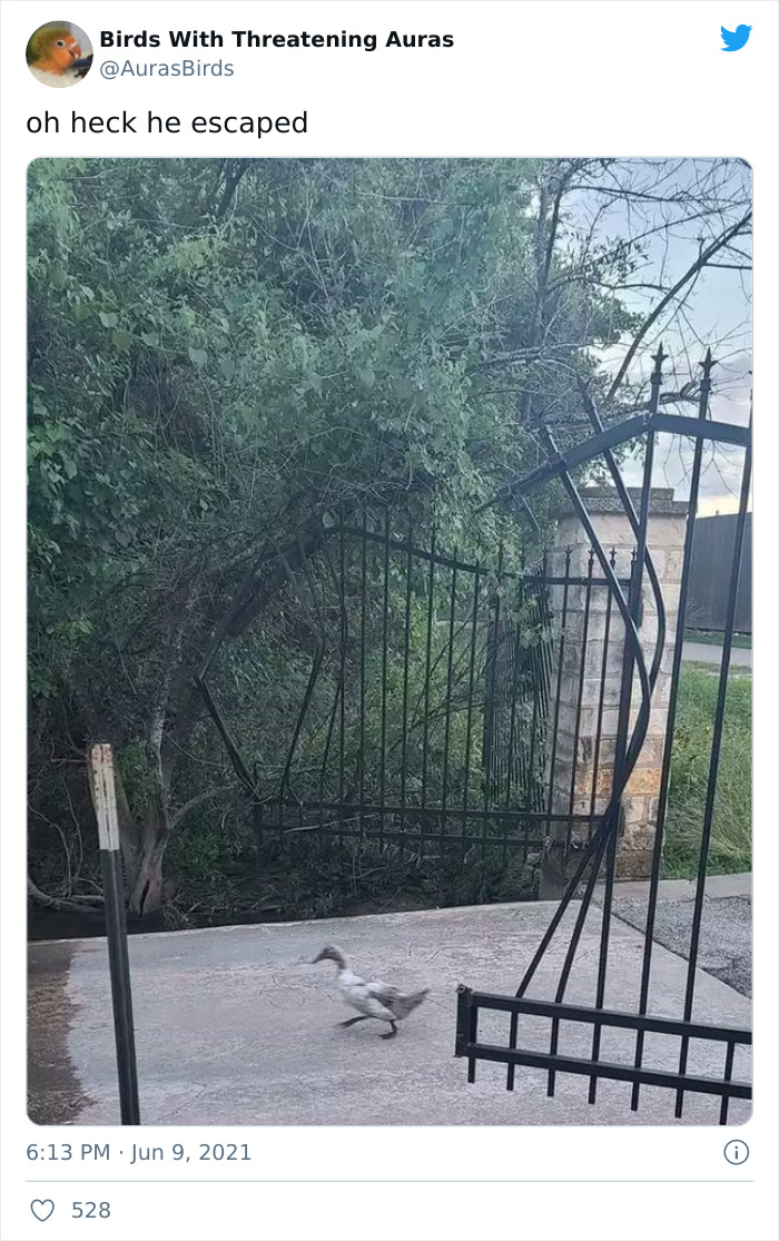 Birds-With-Threatening-Auras