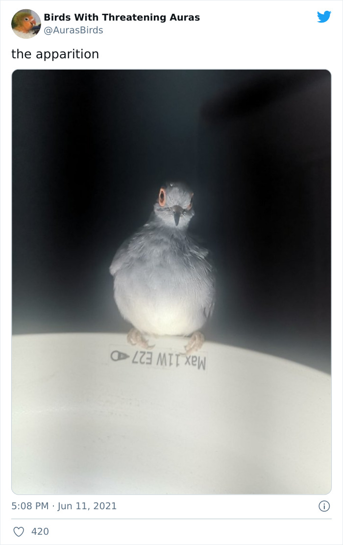 Birds-With-Threatening-Auras