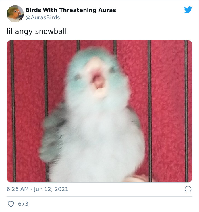 Birds-With-Threatening-Auras