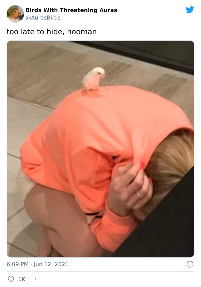 Birds-With-Threatening-Auras