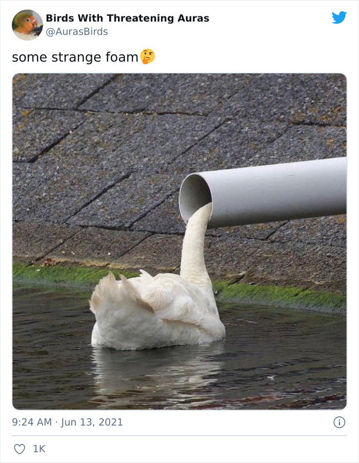 Birds-With-Threatening-Auras