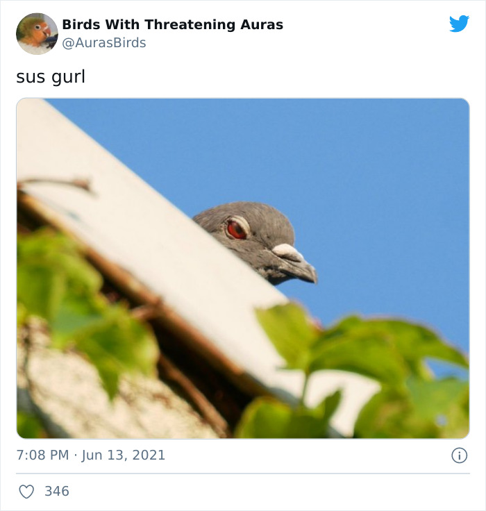 Birds-With-Threatening-Auras
