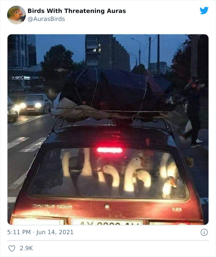 Birds-With-Threatening-Auras