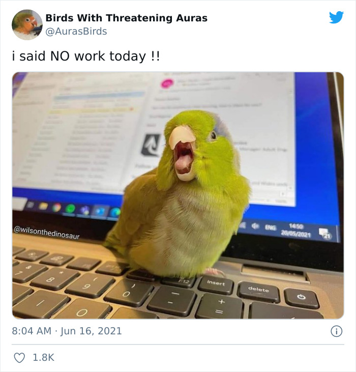 Birds-With-Threatening-Auras