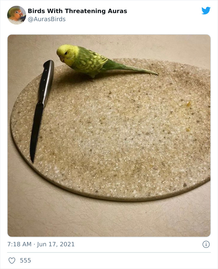 Birds-With-Threatening-Auras