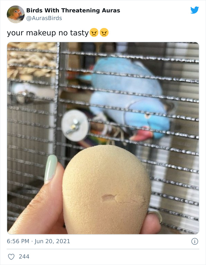 Birds-With-Threatening-Auras