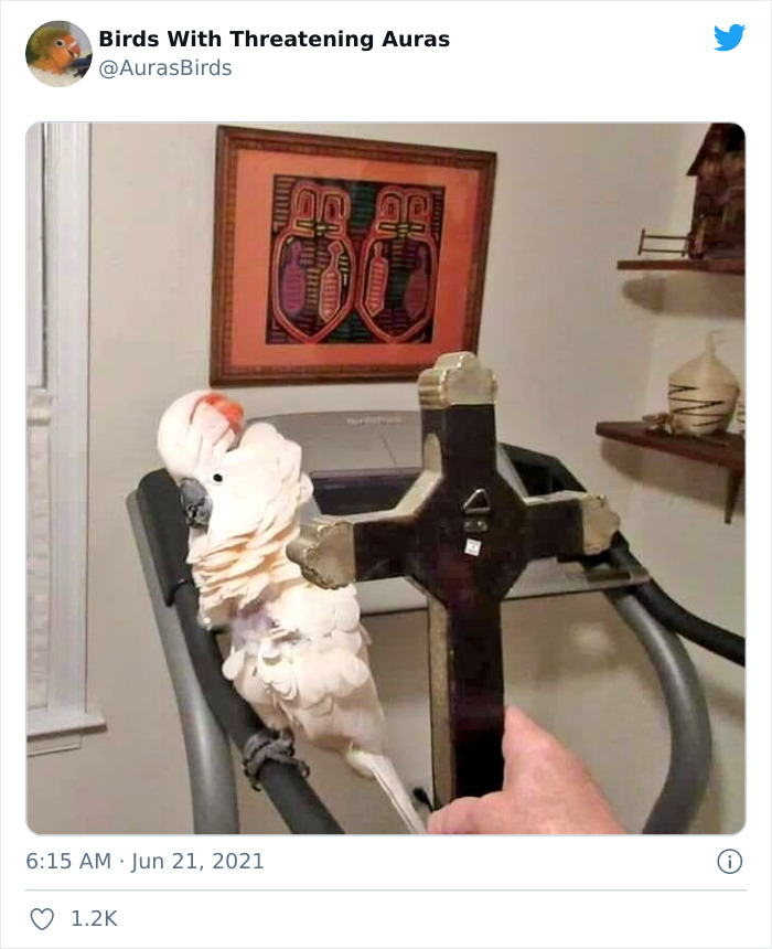 Birds-With-Threatening-Auras