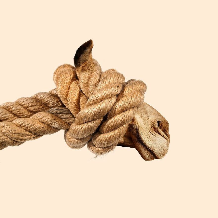 Artist Mixes Animals And Creates The Most Surreal Hybrids You've Ever Seen ( 151 Pics)