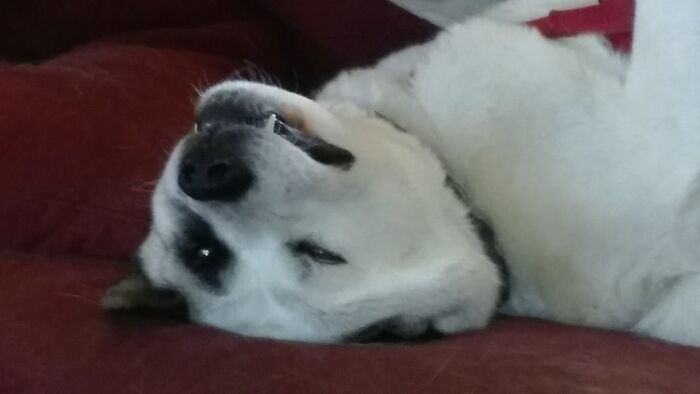 Keep Away From My Couch