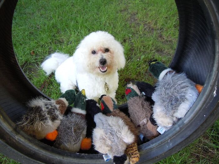His Duckies! He’s Had Them Since He Was A Pup & Still Carries Them Everywhere, Somehow He Knows If Ones Missing 😂