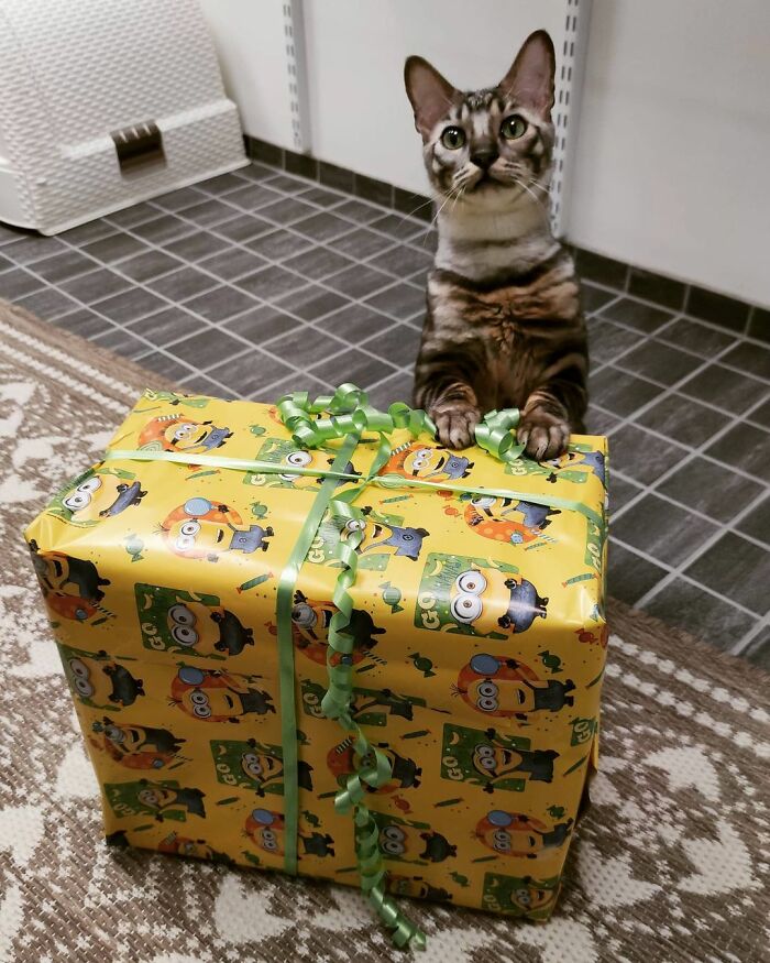 This Very Talented Cat Can Perform Over 50 Amazing Tricks