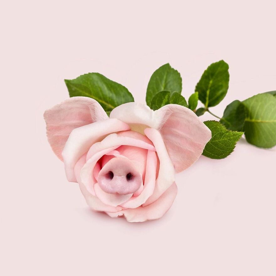 Artist Mixes Animals And Creates The Most Surreal Hybrids You've Ever Seen ( 151 Pics)