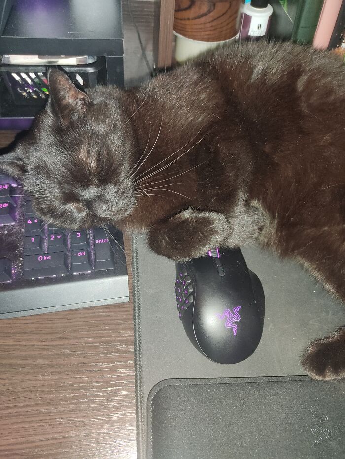 Mocca Likes To Interrupt My Work