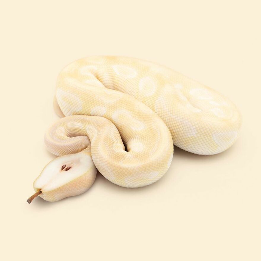 Artist Mixes Animals And Creates The Most Surreal Hybrids You've Ever Seen ( 151 Pics)