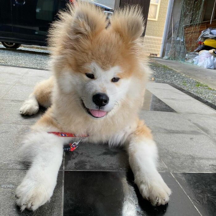Bob-Akita-Heart-Shaped-Face-Dog