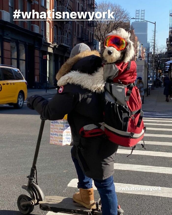 Dogs In Goggles, That Is All
