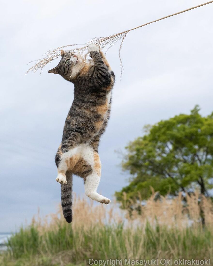 Photographer Continues To Photograph Cats On The Streets Proving That Cats Really Are The Kings Of The World (New Pics)