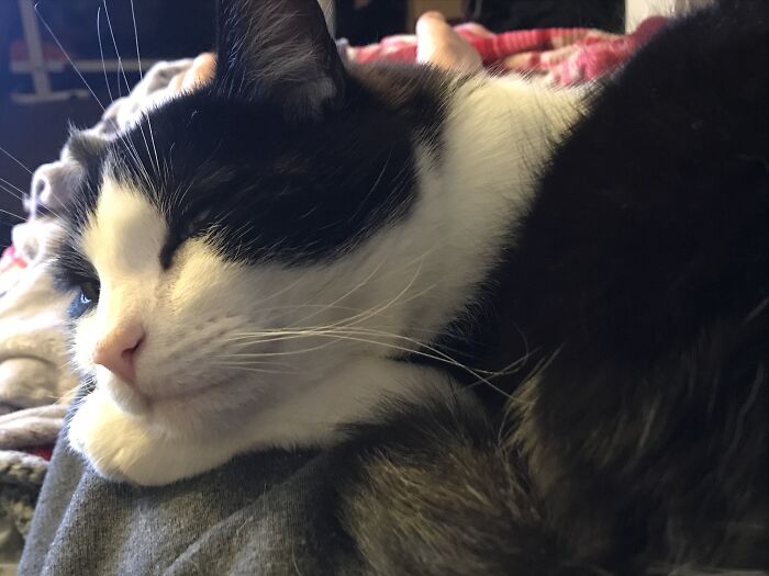 Elo “Evil Little One”