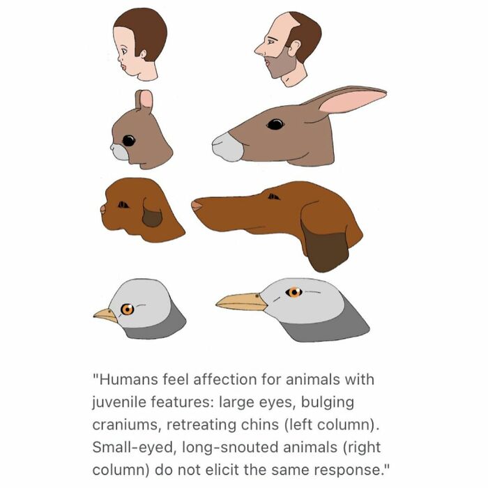 Why Things Are Cute To Humans