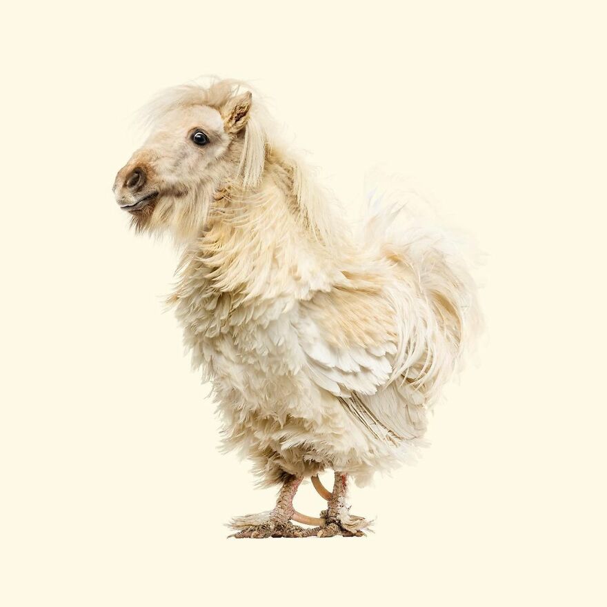 Artist Mixes Animals And Creates The Most Surreal Hybrids You've Ever Seen ( 151 Pics)