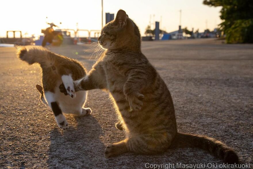 Photographer Continues To Photograph Cats On The Streets Proving That Cats Really Are The Kings Of The World (New Pics)