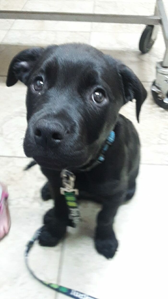 Selfless Boy Sells His Pokemon Cards Just To Save His Beloved Puppy Friend