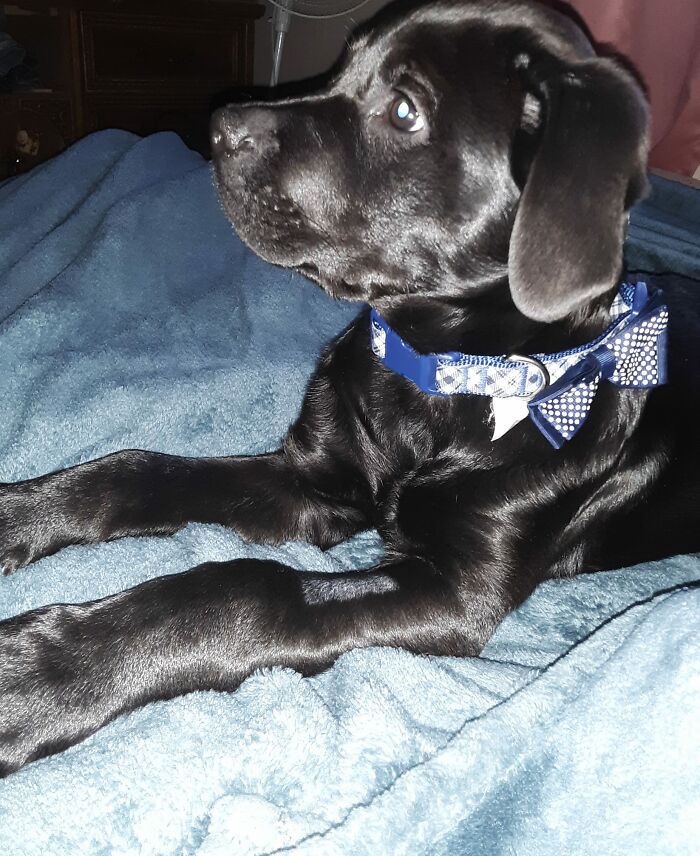 Selfless Boy Sells His Pokemon Cards Just To Save His Beloved Puppy Friend Selfless Boy Sells His Pokemon Cards Just To Save His Beloved Puppy Friend