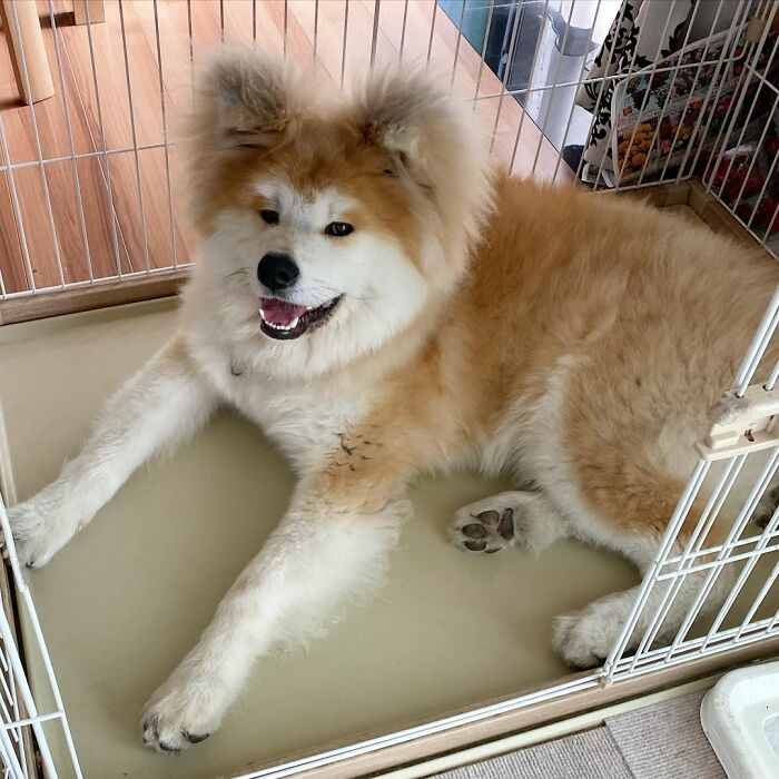 Bob-Akita-Heart-Shaped-Face-Dog