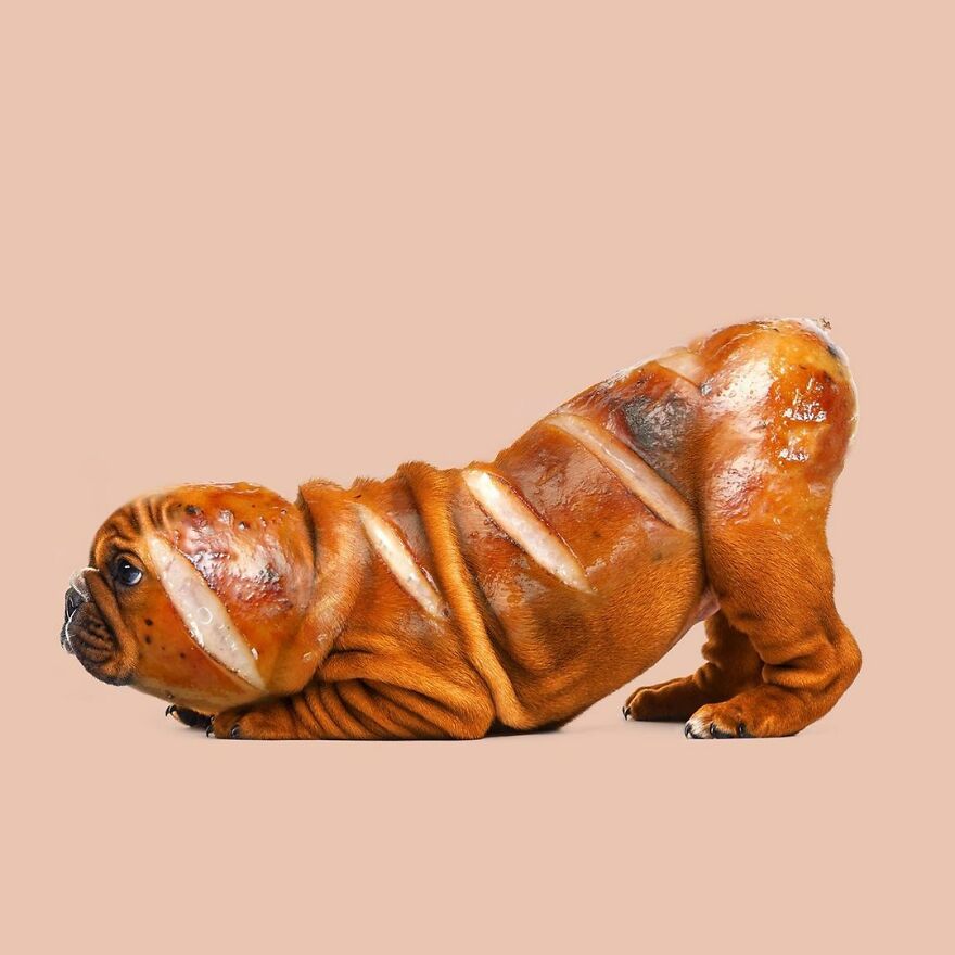 Artist Mixes Animals And Creates The Most Surreal Hybrids You've Ever Seen ( 151 Pics)