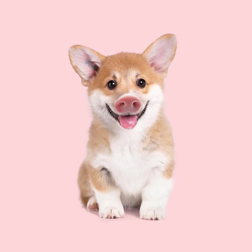 Artist Mixes Animals And Creates The Most Surreal Hybrids You've Ever Seen ( 151 Pics)