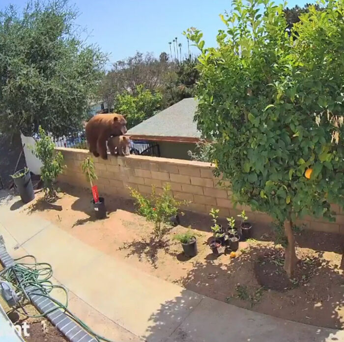 “I Have To Protect Her”: Courageous 17-Year-Old Saves Her Dog From An Aggressive Bear With Cubs By Pushing It Off A Fence “I Have To Protect Her”: Courageous 17-Year-Old Saves Her Dog From An Aggressive Bear With Cubs By Pushing It Off A Fence