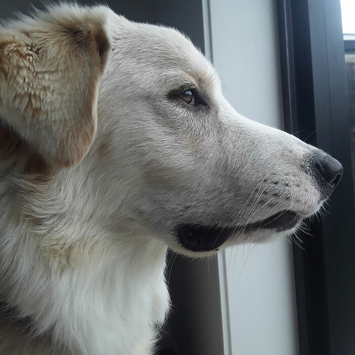 My Good Boi 1 Week After His Surgery