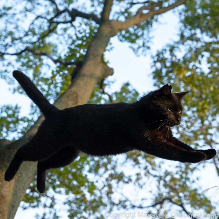 Photographer Continues To Photograph Cats On The Streets Proving That Cats Really Are The Kings Of The World (New Pics)