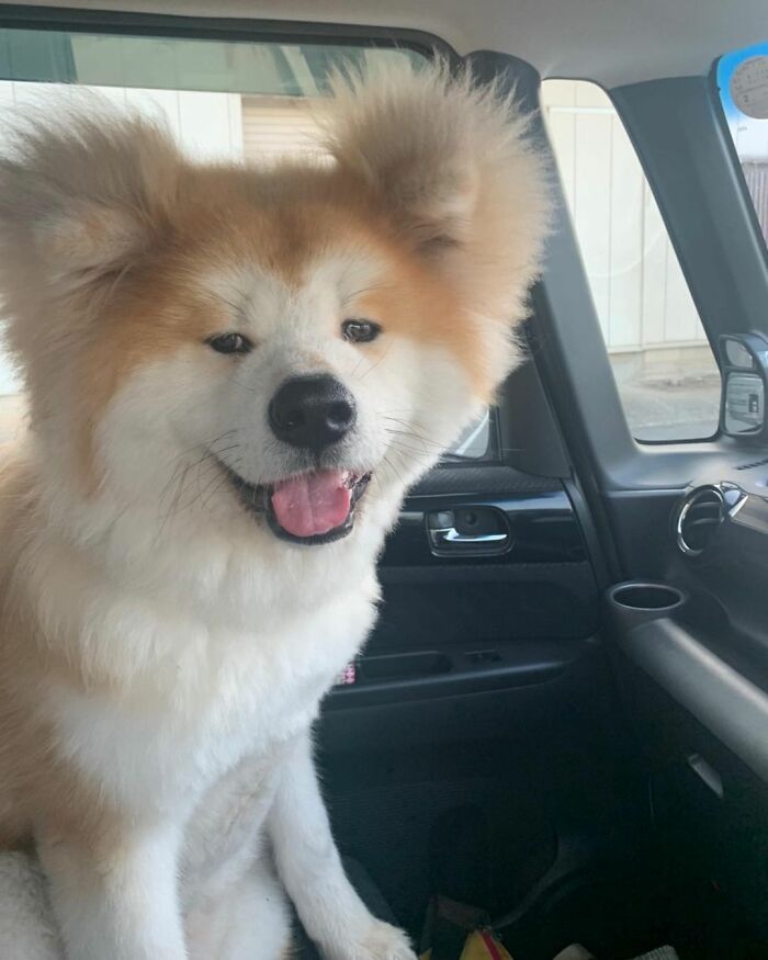 Bob-Akita-Heart-Shaped-Face-Dog