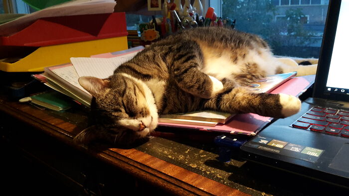 Marcus Aurelius, Marcus For Short. I Named All My Cats After Writers Or Characters From Literature (See Lizzie). Marcus Is Named After A Famous Roman Writer, Poet And Emperor. I Should Have Called Him After Somebody More Laid Back, But As A Kitten He Was Still So Playful!