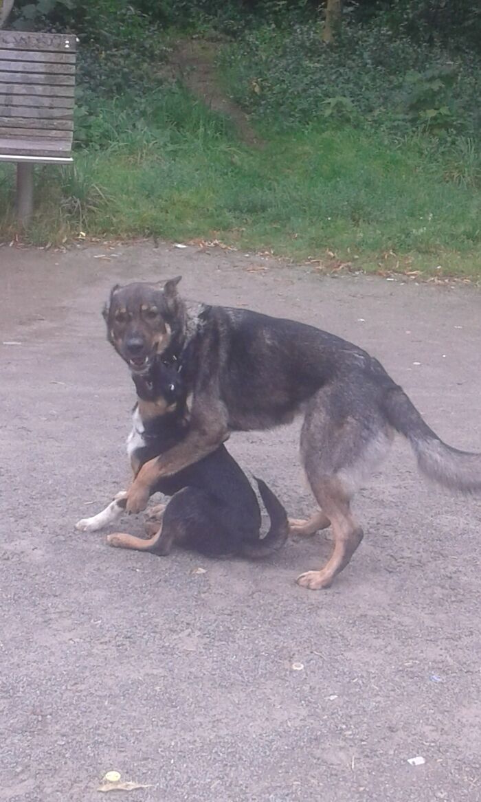 Scully ( The Bigger One ) And Smoke ... My Alltime Favorite!