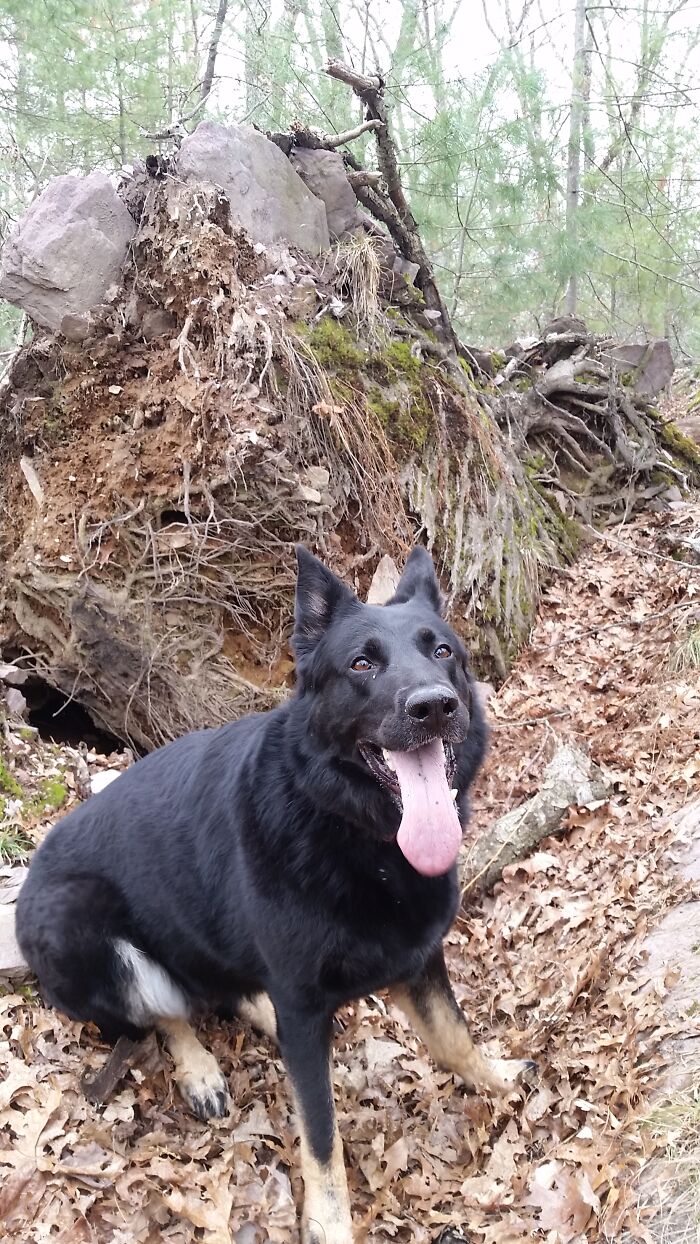 Her Name Is Scout. She's Named After A Favourite Literary Character