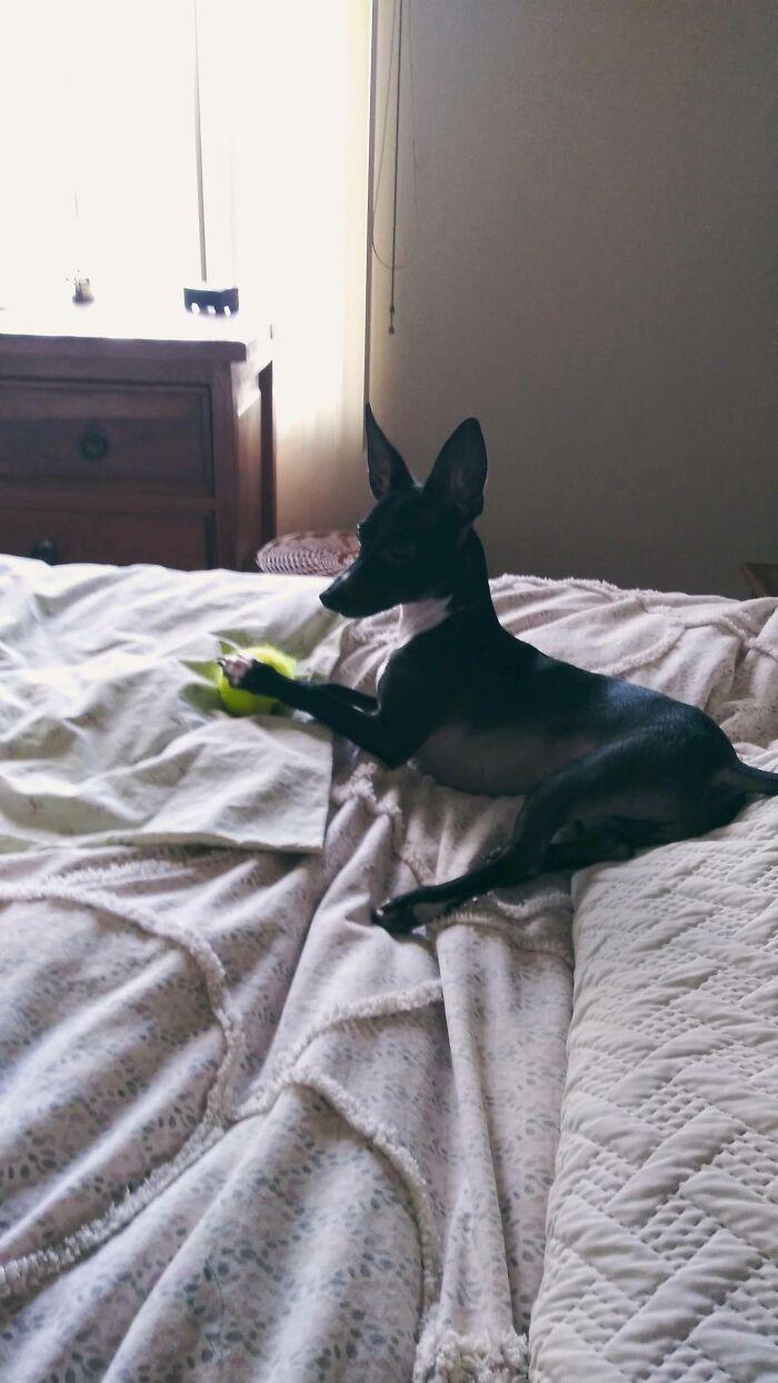 Anubis...my Greyhound-Mix Puppy Named After The Egyptian Dog-Faced God Of The Underworld.