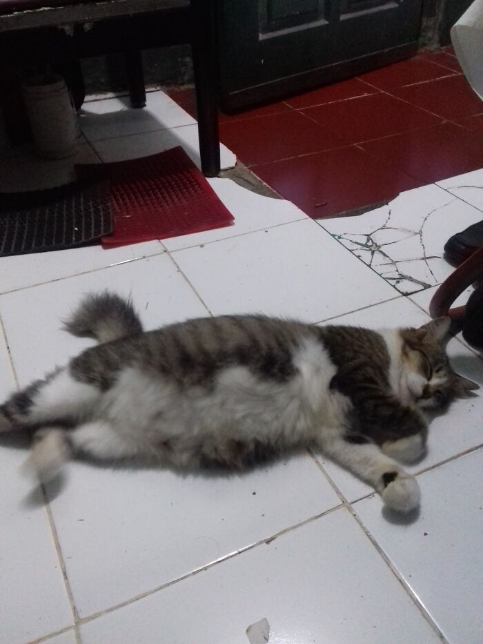 His Name Is Gentong. In Indonesian, It Can Be Interpreted As A Barrel Made Of Clay. We Gave Her The Name Because We Felt Funny. But It's Like A Prayer, My Cat Grows With A High Appetite And Becomes Like A Living Barrel Especially When She Is Pregnant