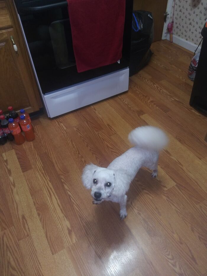 My Dog Arnold Just Chilling In The Kitchen