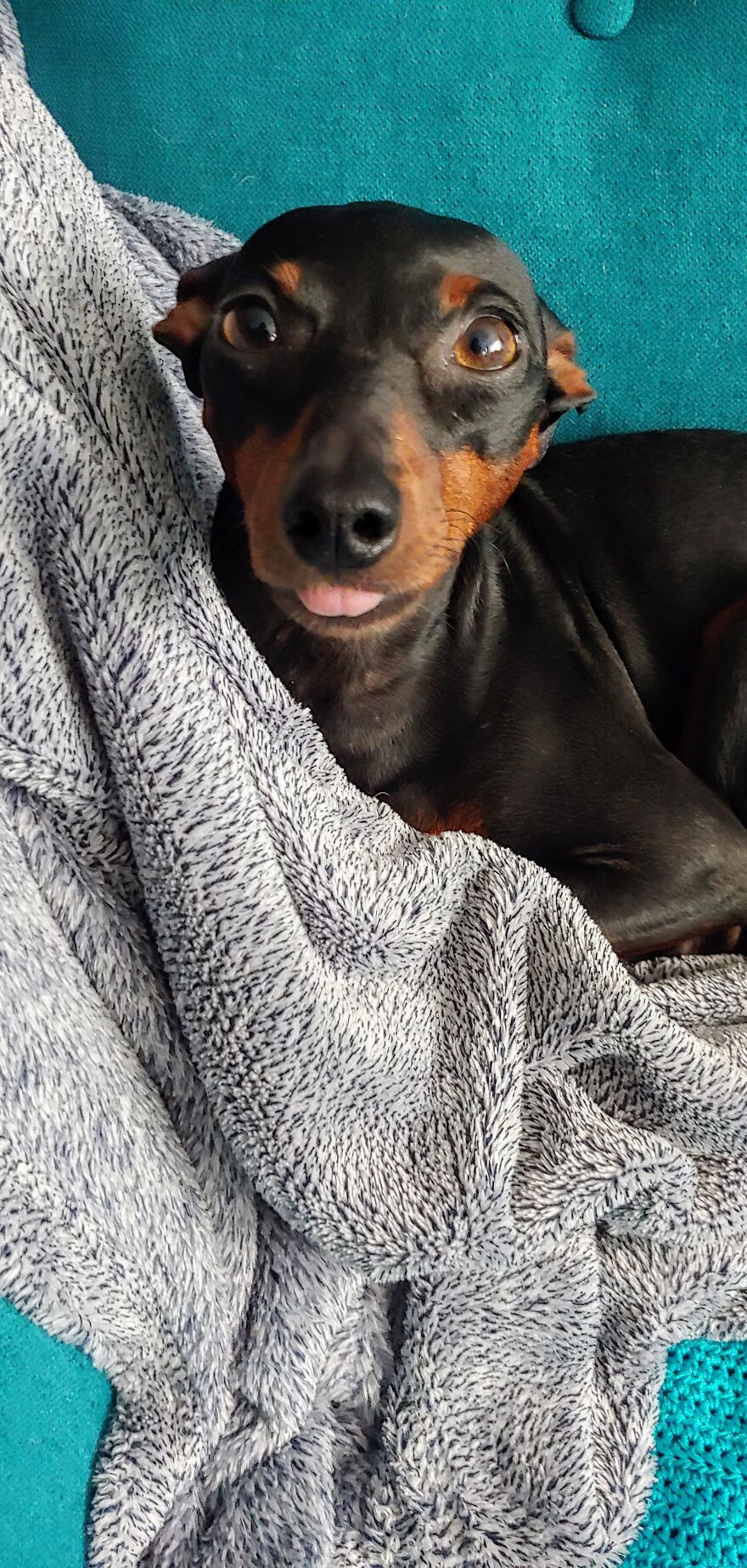 This Is Mr.lucifer. In Case You Didn't Know How The Devil Looks