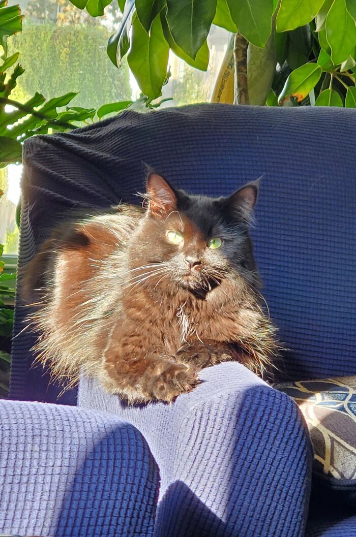 Zazu The Witch Cat Doesn't Like Her Picture Taken.