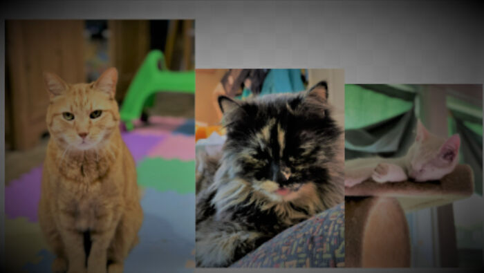 My Three Cats, Geronimo, Olive, And Yeti.