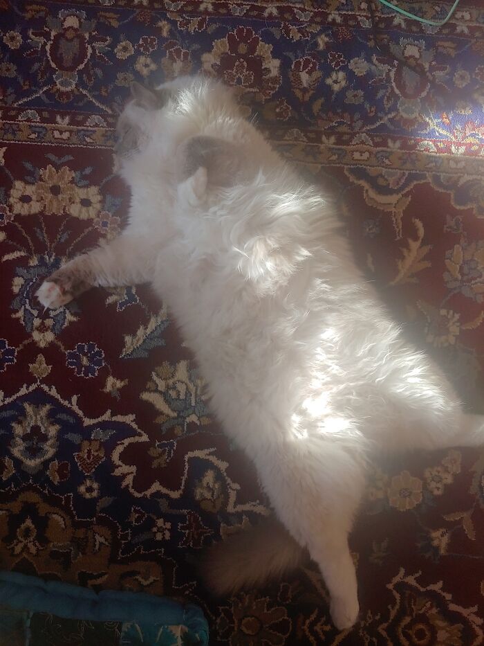 His Name Is Sumo. Because He's Fat And Likes To Wrestle.