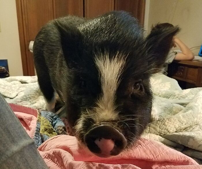 I Just Wanted A Nice Snuggle, But Ella Clearly Wasn't Feeling It.